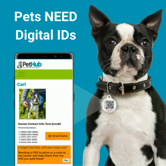 Digital pet 2024 id tag